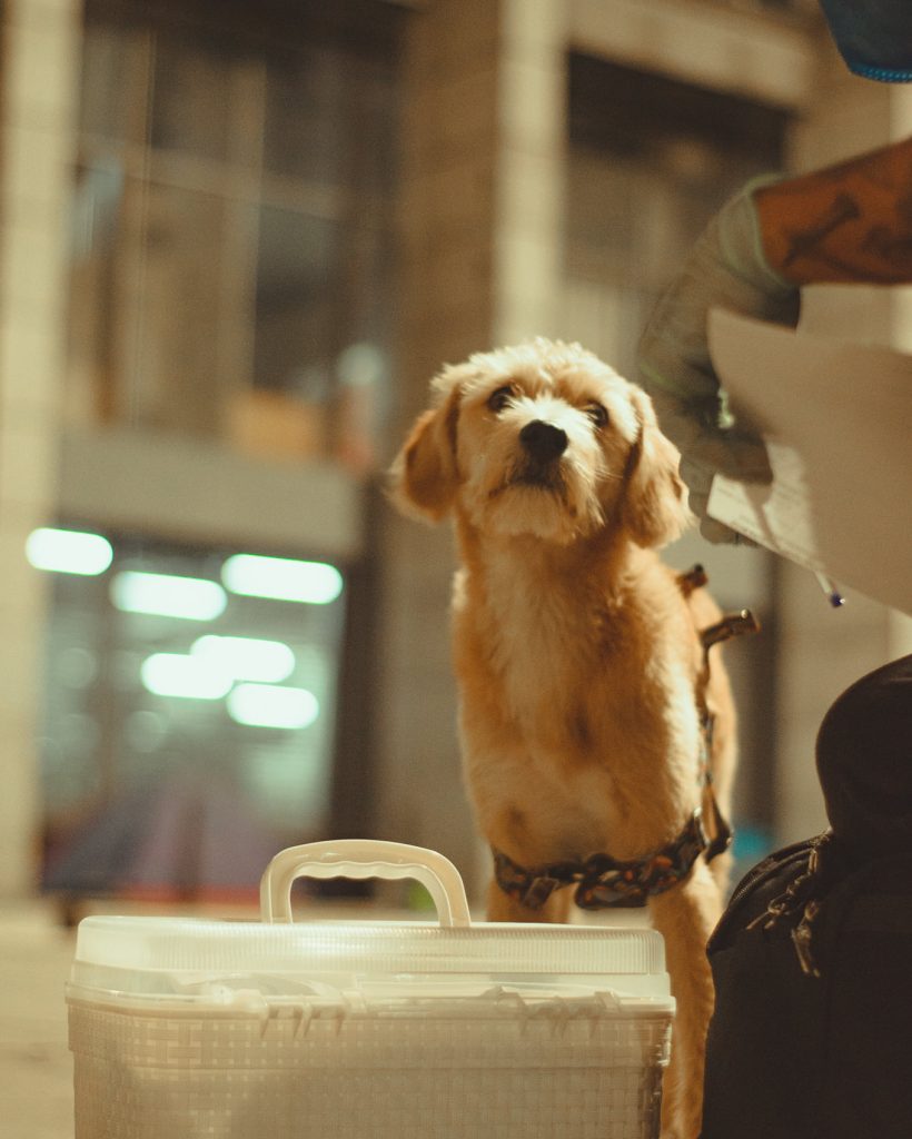 Veterinarios_nas_ruas_2BDM